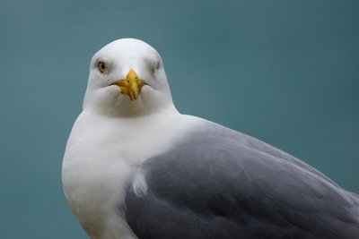 QUOI _6810121320_l.jpg